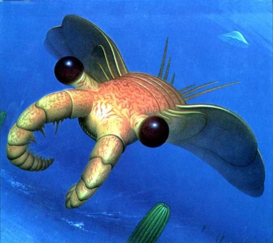 Odd Shrimp - Anomalocaris